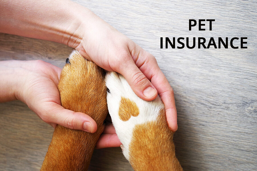 2025 Guide to Pet Insurance: Is It Right for You?